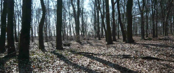 Blog: Meer bos is noodzaak, maar hoe organiseren we dat? Bos