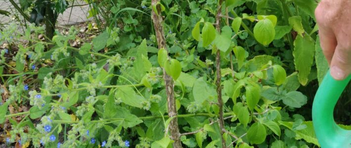 Zo help je je tuin door een droge periode heen Zo help je je tuin door een droge periode heen